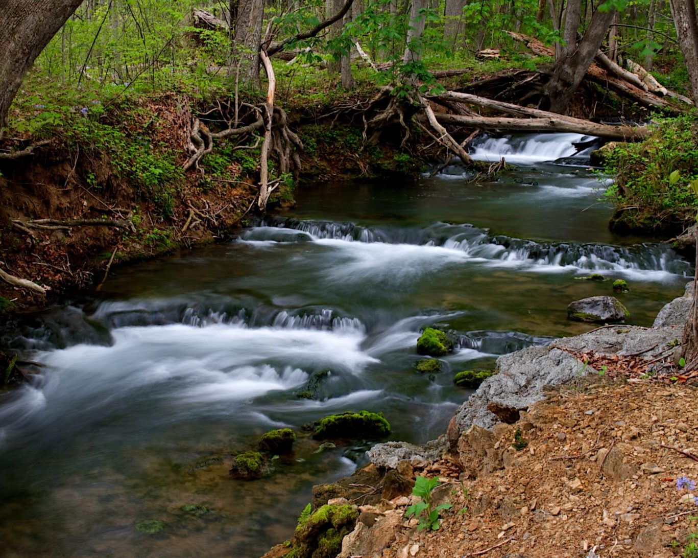 Scenic mountain stream flowing through lush forest in Virginia with mossy rocks.