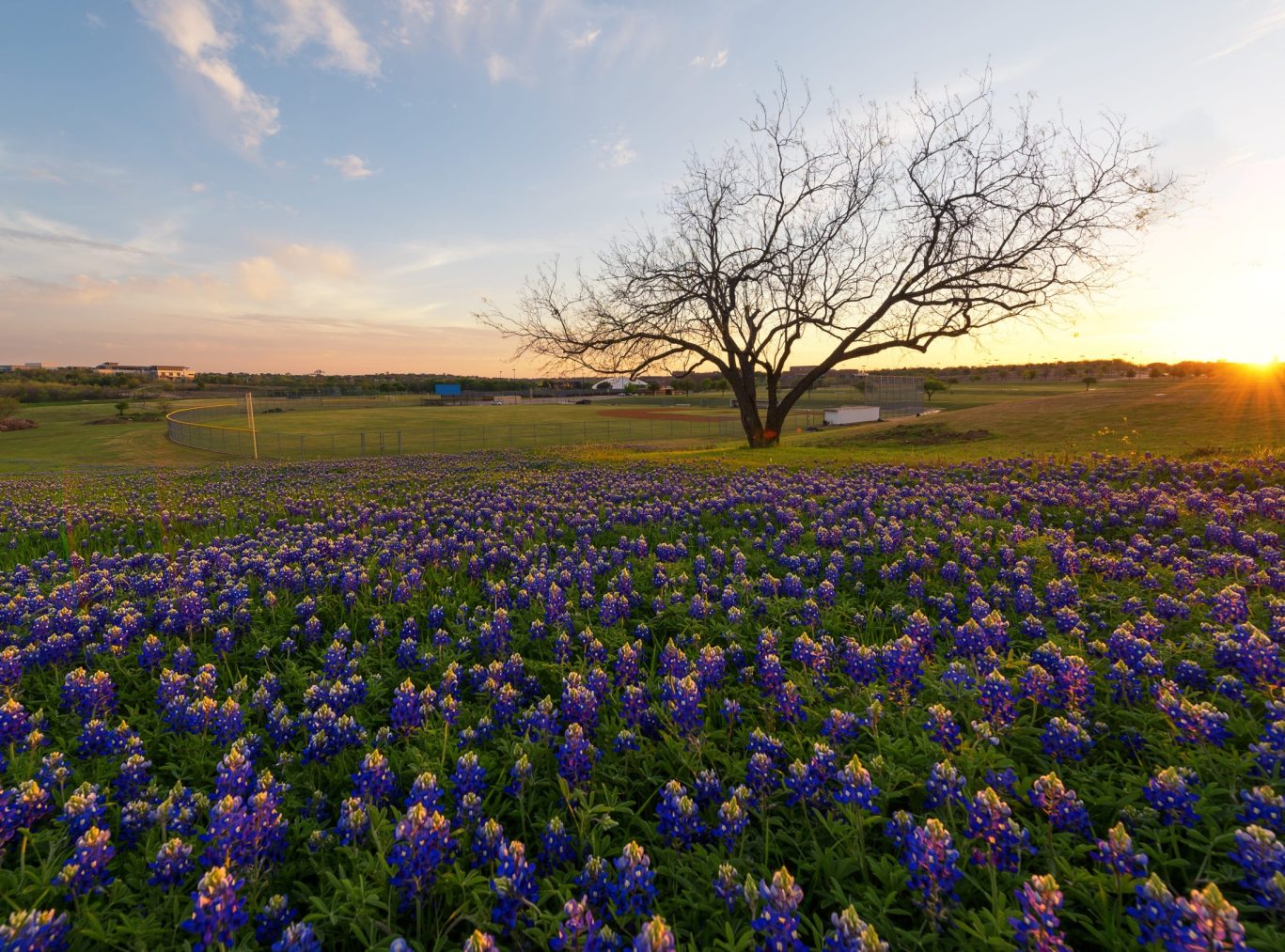 Scenic field of blooming Texas bluebonnets at sunset with distant tree and sky views.