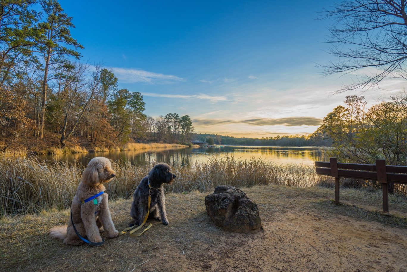 Two dogs sitting by a peaceful lakeside trail at sunset surrounded by nature.