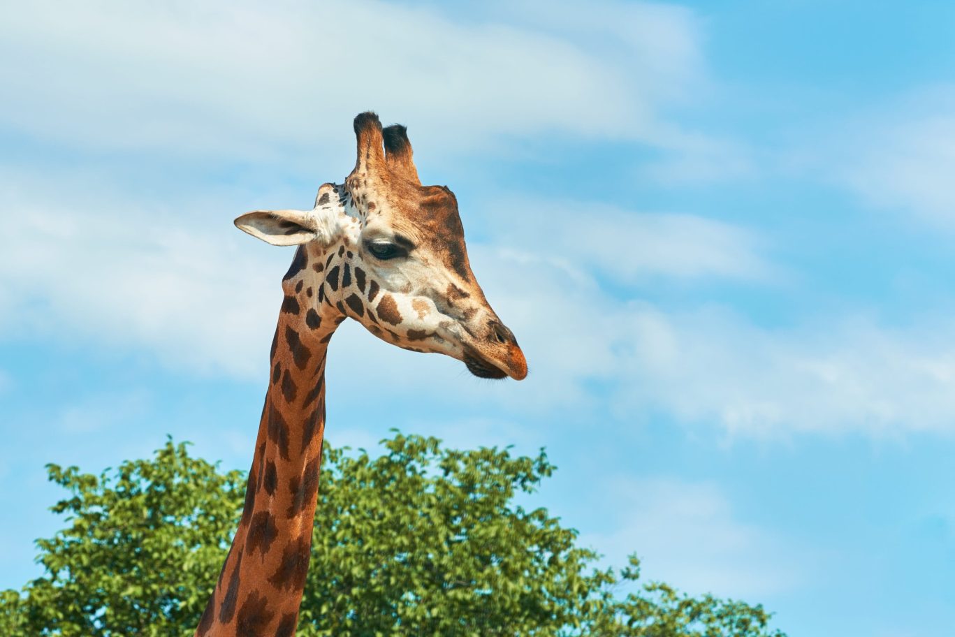 Giraffe close-up with blue sky and green foliage in the background.