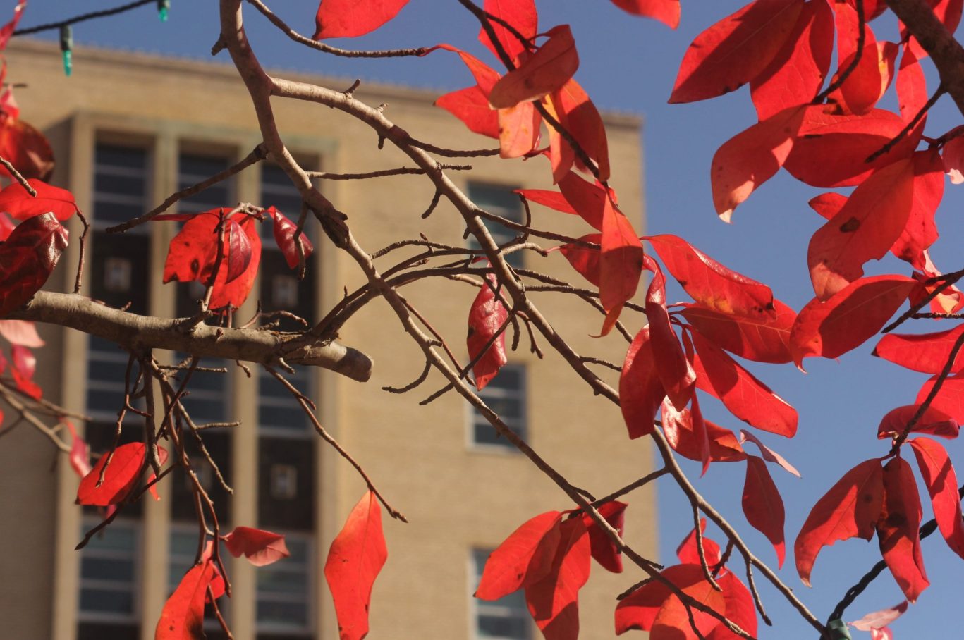 Close-up of red autumn leaves with a modern building in soft background focus.