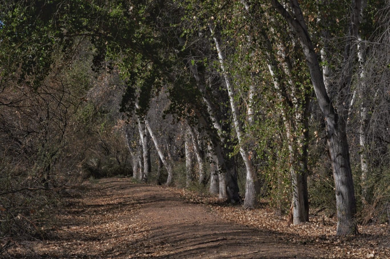 Shaded dirt path through woodland trail in Blythe, California.
