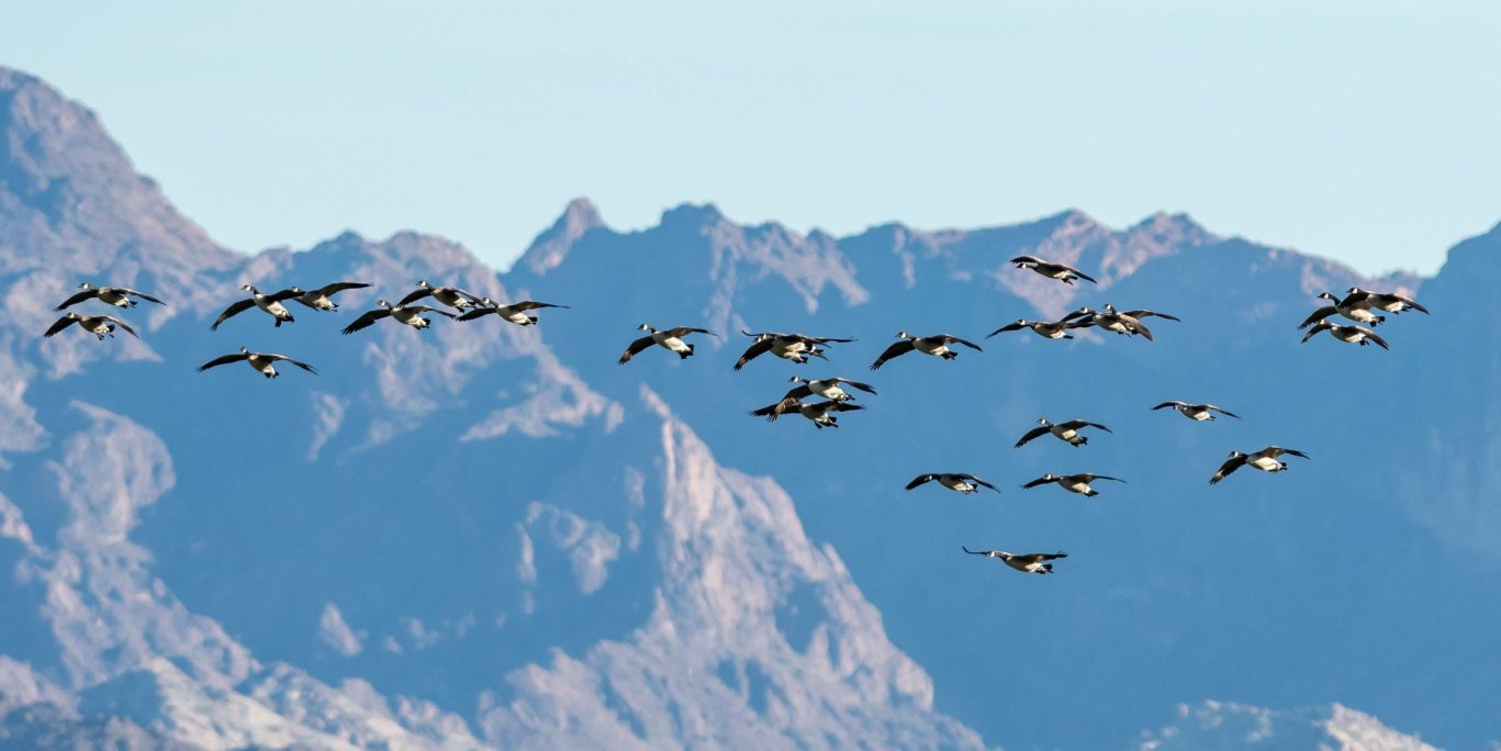 Flock of birds flying over mountain range near Blythe, California.