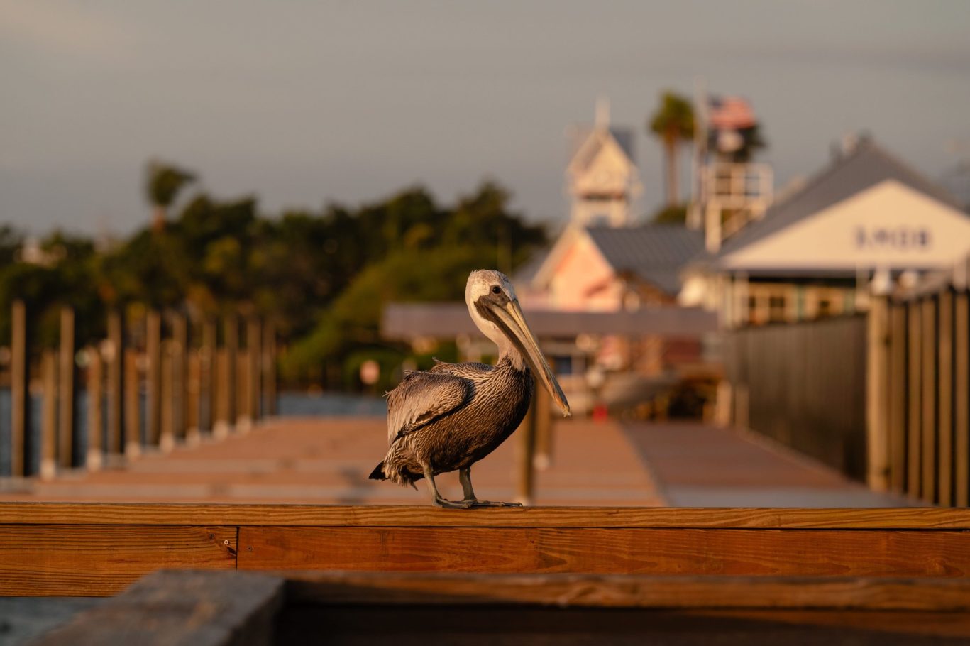 Brown pelican on coastal dock near Magnuson Hotel at sunset.