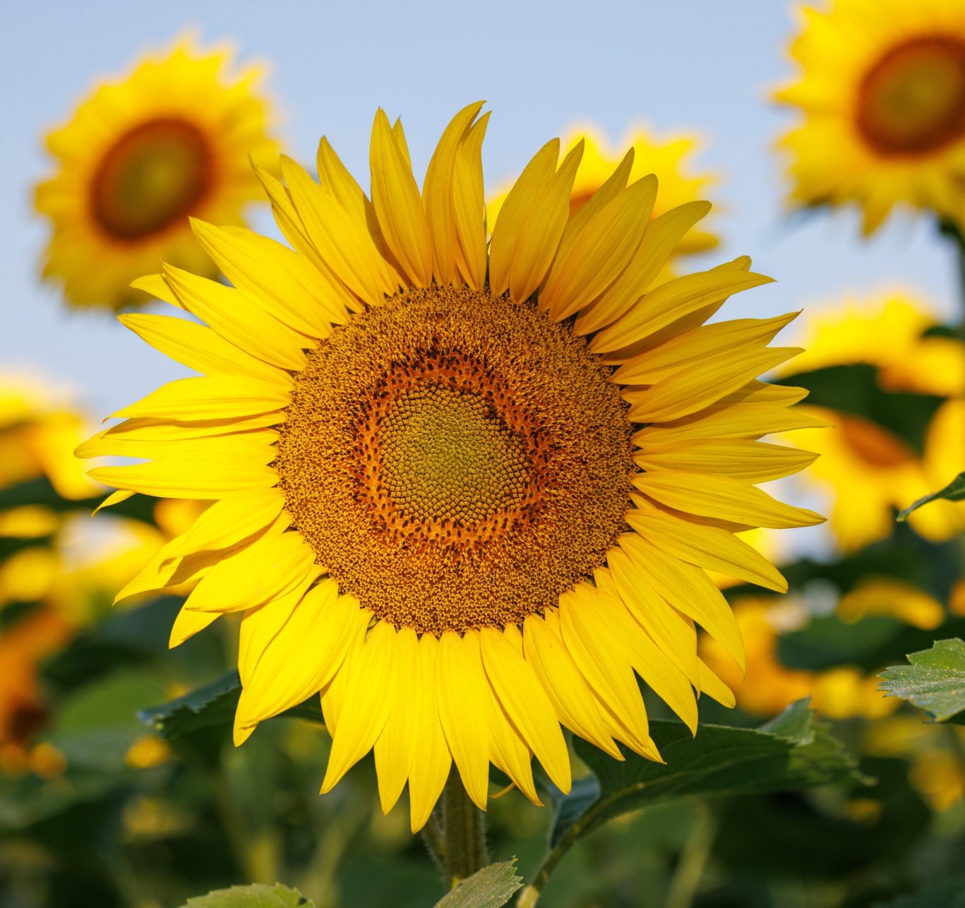 Bright yellow sunflower in full bloom against a clear blue sky in a Michigan field.