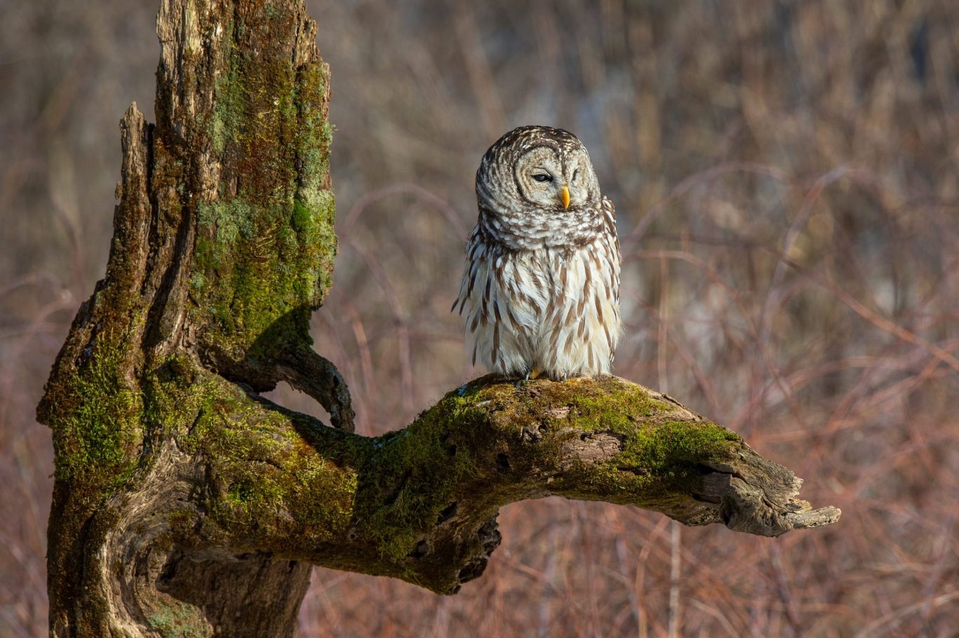 shutterstock_1696989529 Barred owl perched at the Howell Nature Center