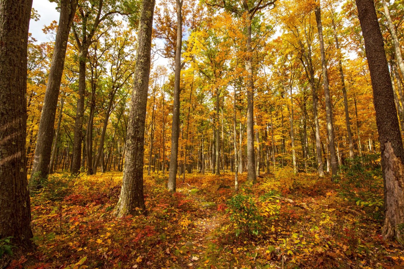 Scenic autumn forest trail with vibrant fall foliage in Georgia’s Chattahoochee National Forest.