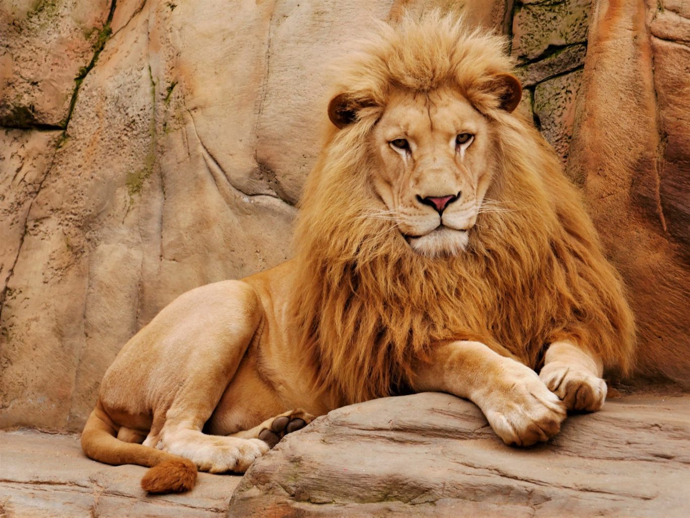 Majestic lion resting on a rock at a zoo exhibit.