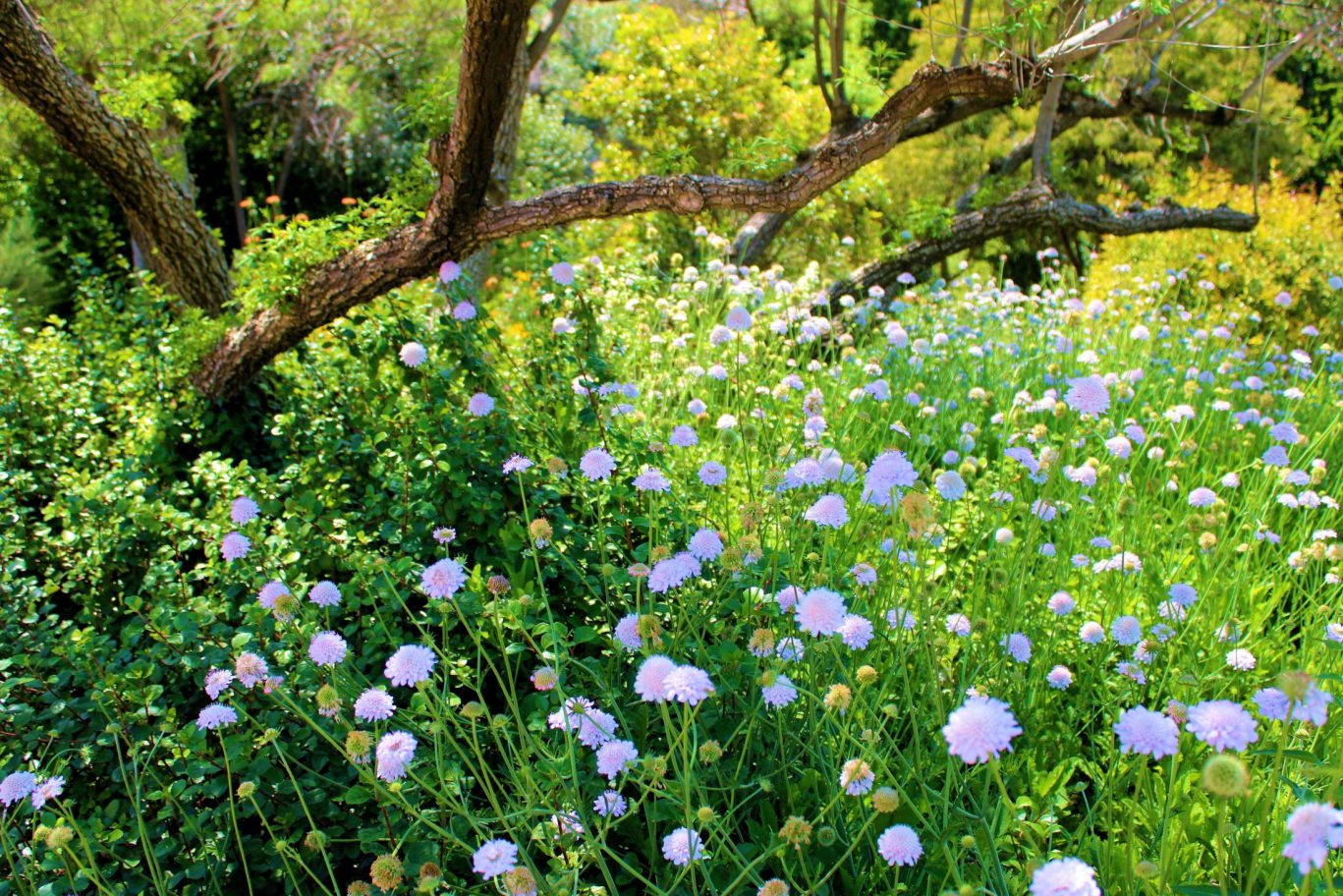 Blooming wildflowers and green foliage in a vibrant summer garden.