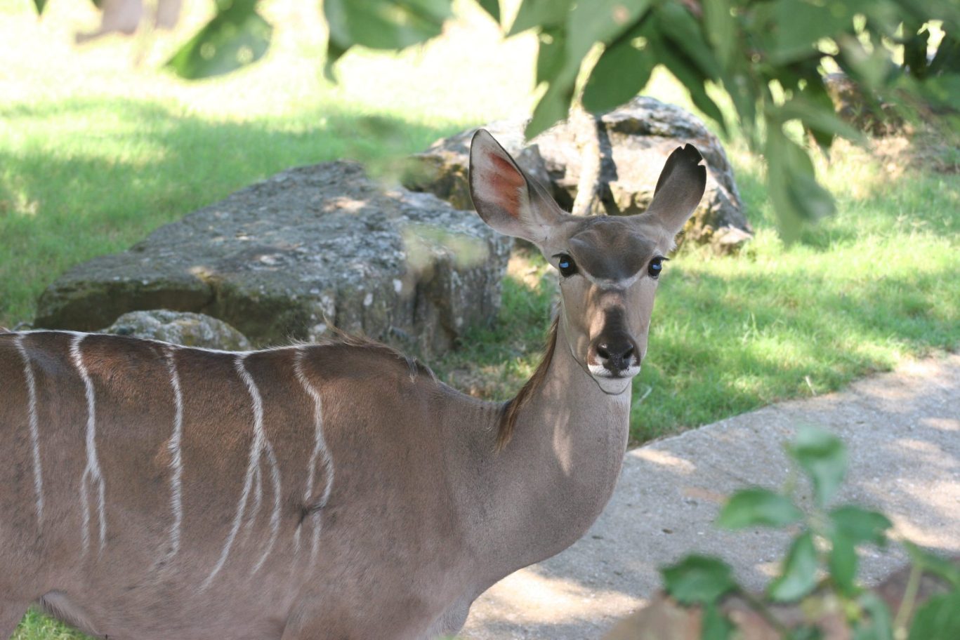 Kudu antelope with white stripes standing in shaded zoo habitat.