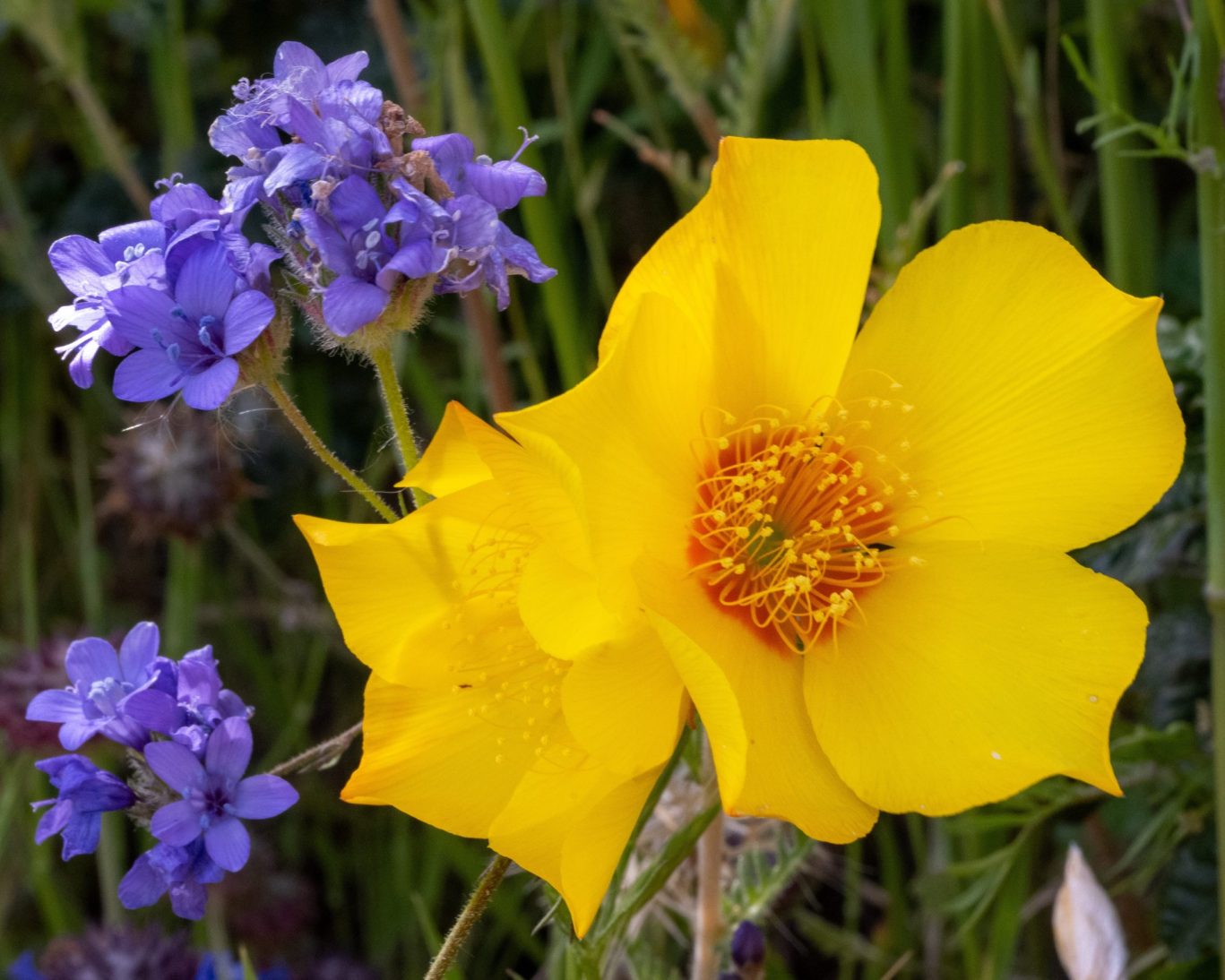 Close-up of vibrant yellow California poppy and purple wildflowers blooming in a natural meadow.