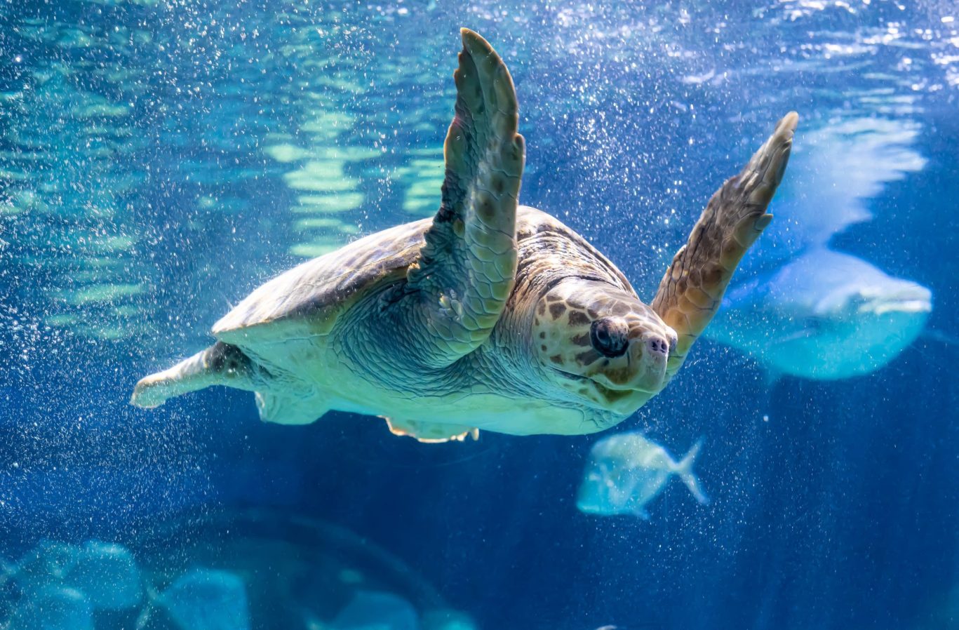 Sea turtle swimming gracefully in clear blue water at an aquarium.