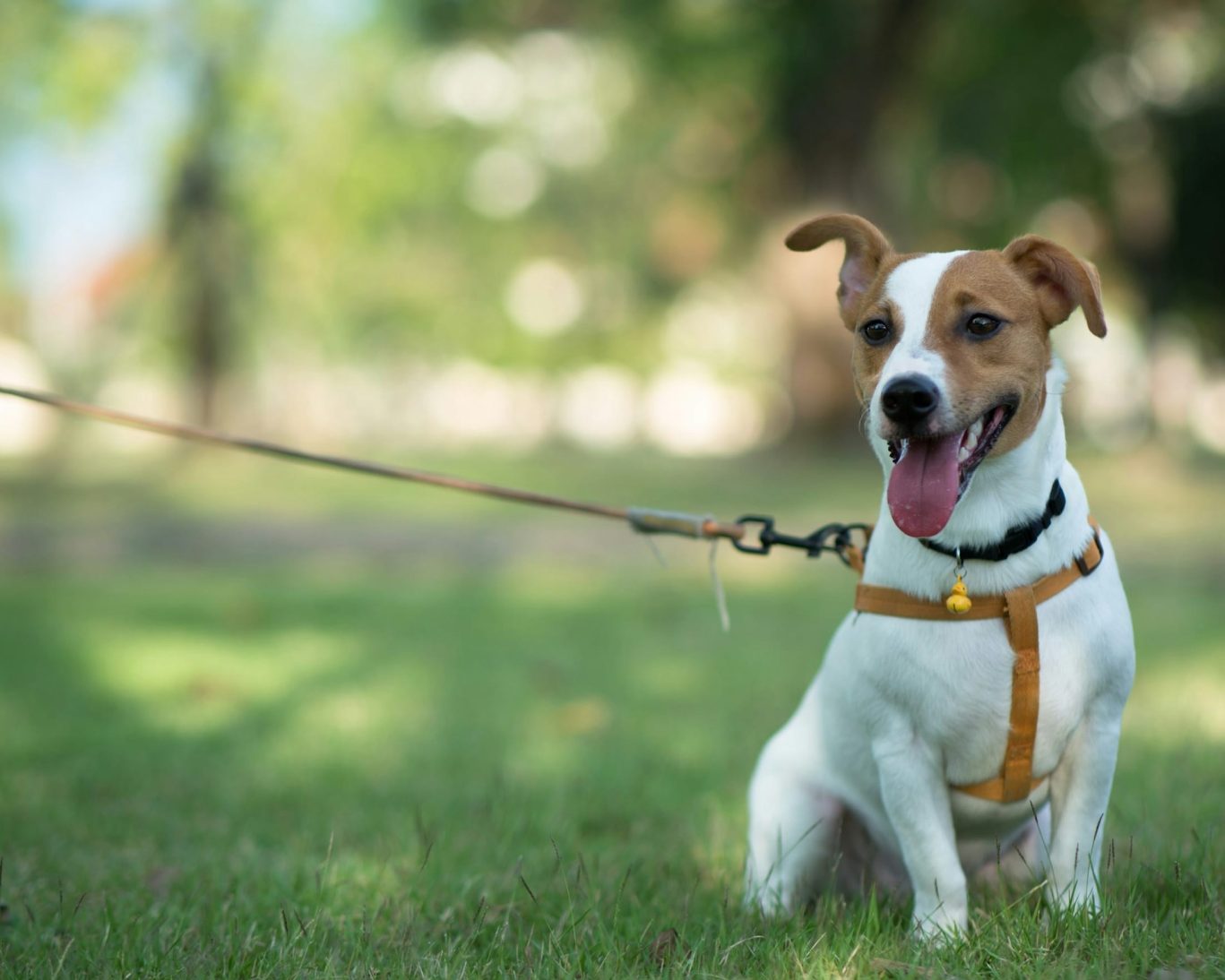 Happy dog on a leash sitting on green grass in a park.