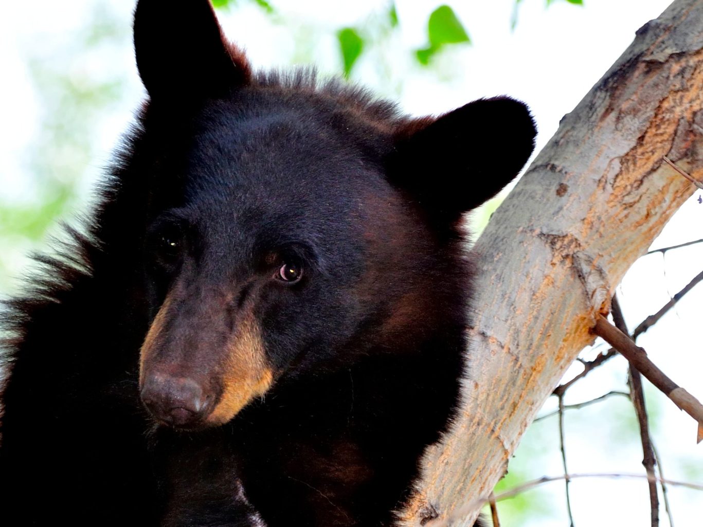 Close-up of black bear climbing tree in natural forested area near Manitou Springs Colorado.