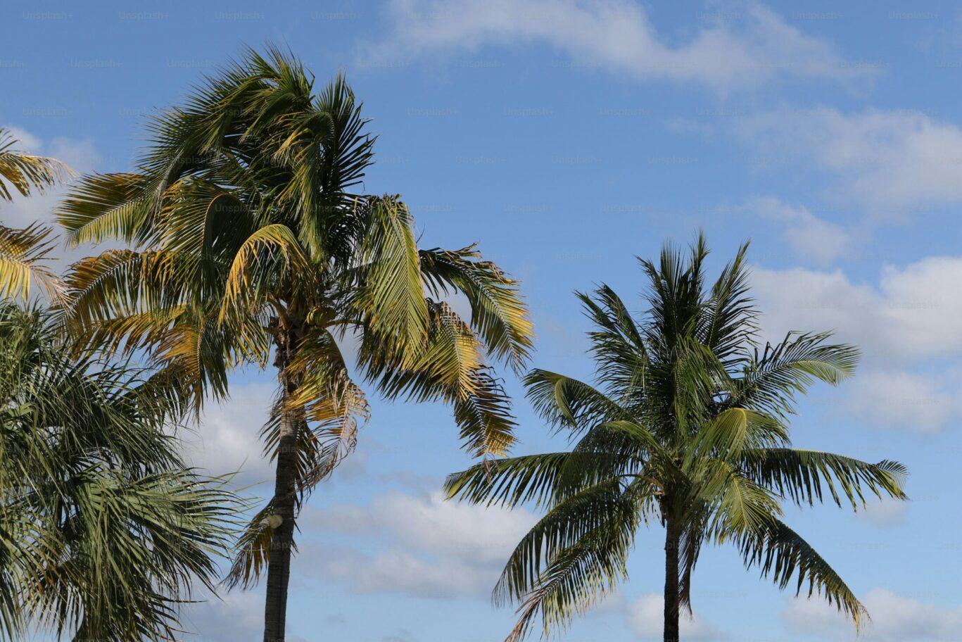 Green palm trees swaying gently against a blue sky with scattered clouds.
