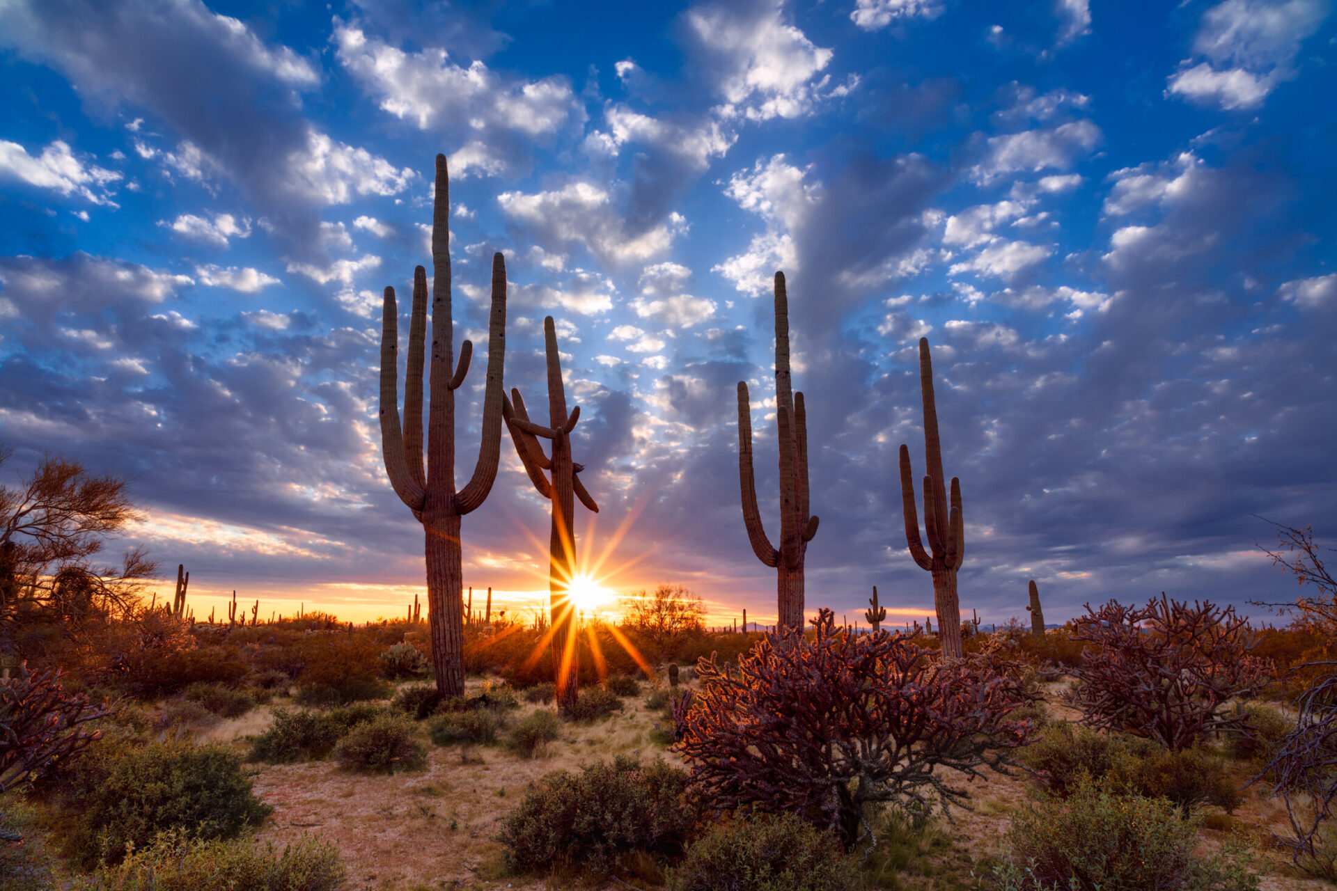 Desert landscape in Arizona with towering Saguaro cacti and vibrant sunset sky